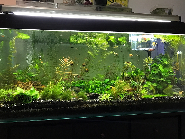 孔雀魚暴斃，急件，懇請大師入內