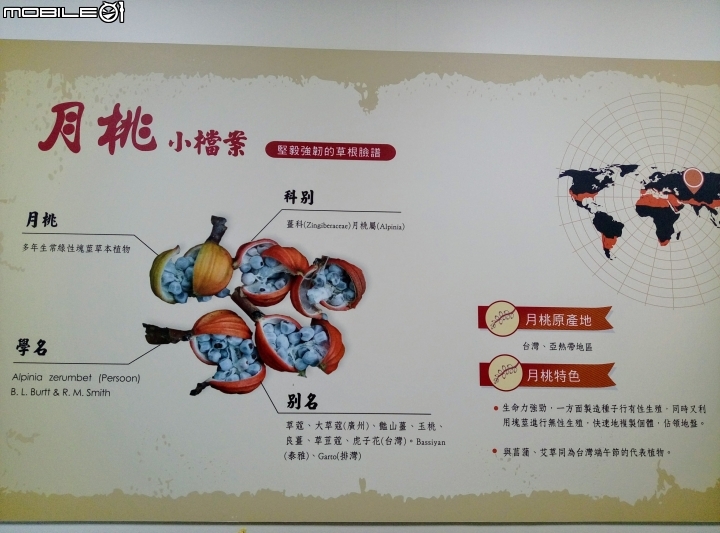 嘉義市月桃故事館5月6號