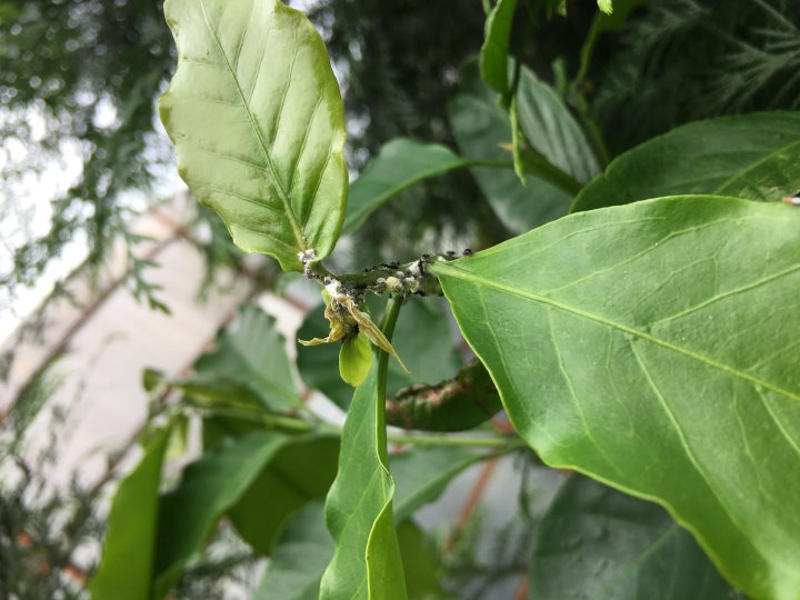 請問一下這些植物是得了什麼病該怎麼防治呢