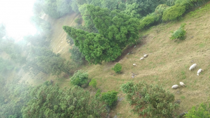 清境  高空步道  賞景遊