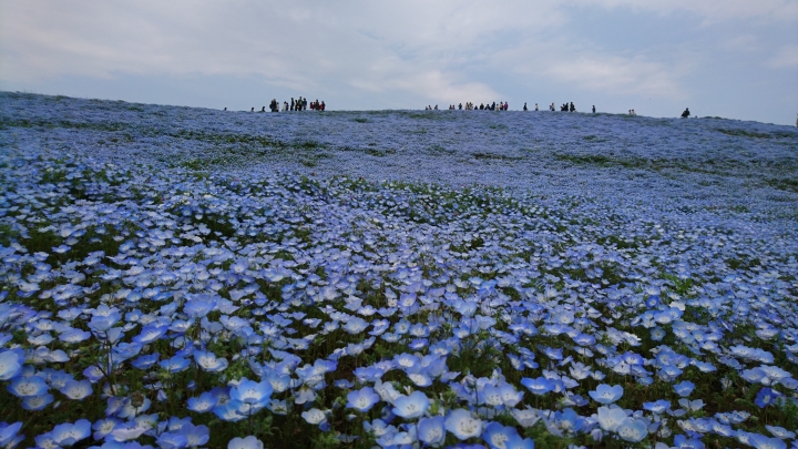茨城縣國營日立海濱公園紫蝶花