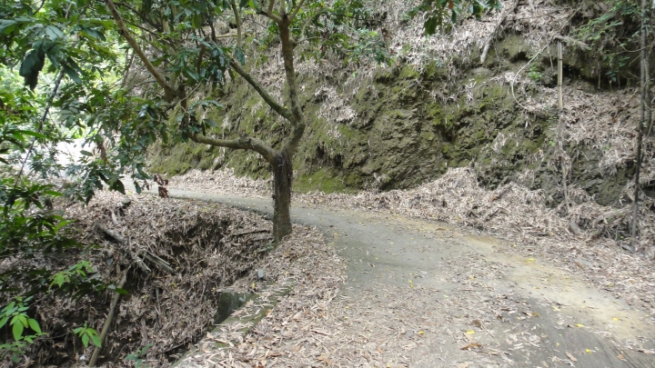 「神鵝瞎旅」霧峰山南山北走一回 之北段 下集[發現桐林村之美]