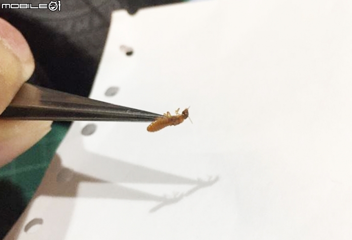 請問昆蟲界的神人，這隻這麼肥的是什麼螞蟻？