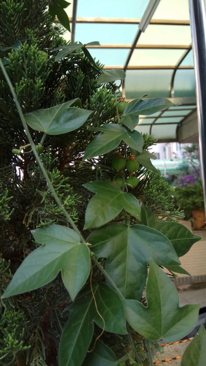 請問這種藤類植物是什麼？