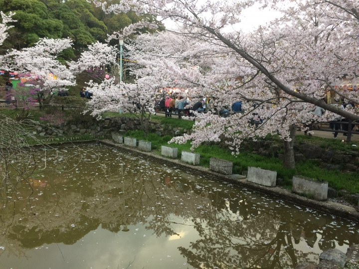 2017年日本三重縣津市津偕楽公園まつり