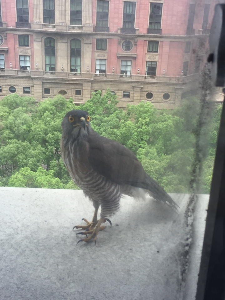 這是什麼鳥類？