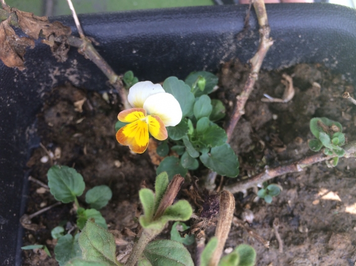 不知名的花，請教各位～