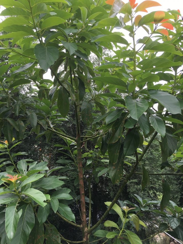 請問一下這些植物是得了什麼病該怎麼防治呢
