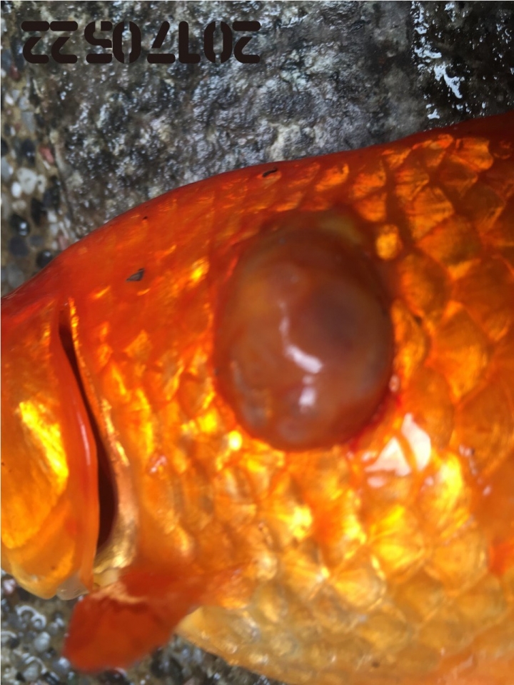 麻煩懂養魚的大大協助，請幫忙看我的魚怎麼了，謝謝