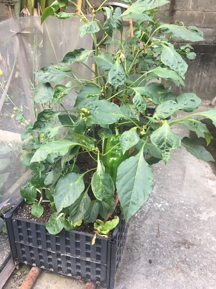 青椒自己種自己吃~好吃好吃好吃