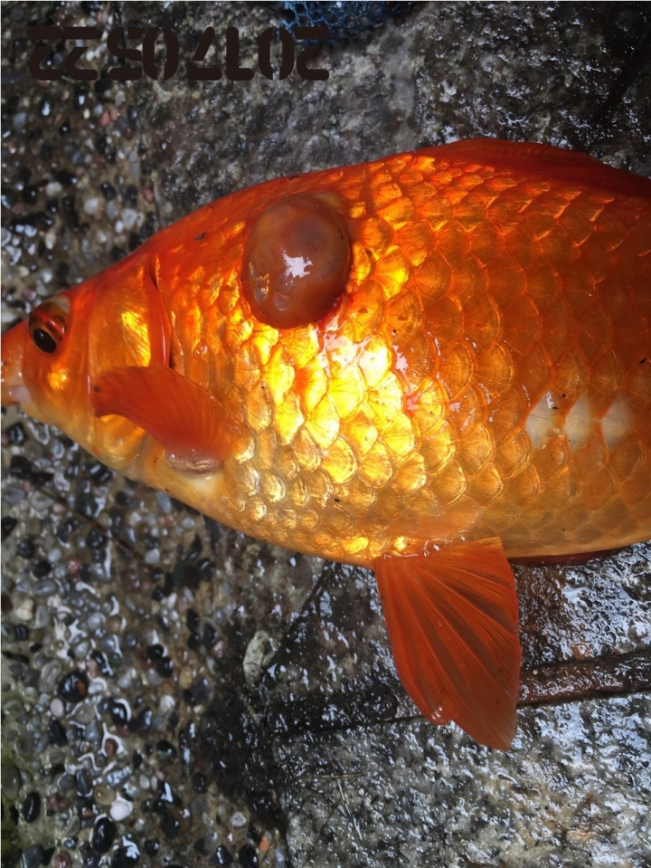 麻煩懂養魚的大大協助，請幫忙看我的魚怎麼了，謝謝