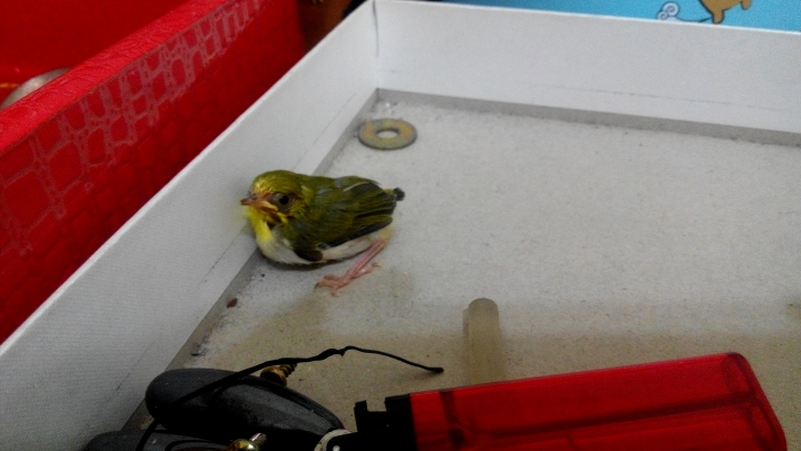 這是什麼鳥？