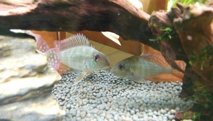 關刀混養燈科魚混養缸