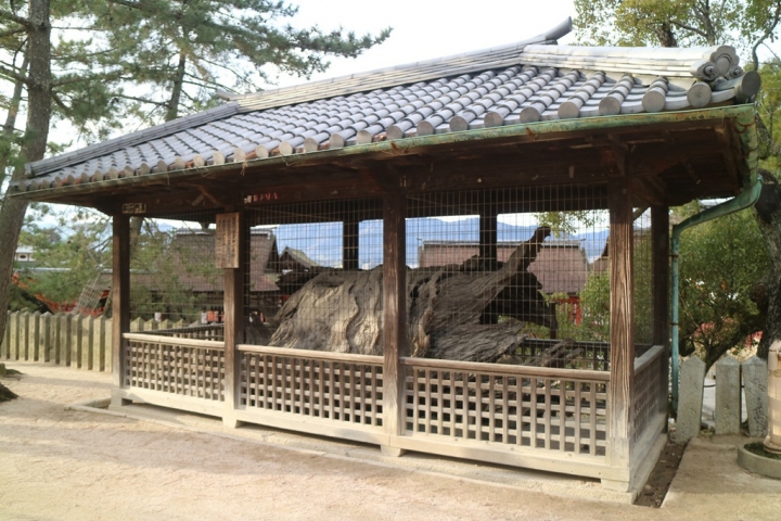 【遊。2016宮島】日本三景之一宮島 建立於海上的世界遺產嚴島神社