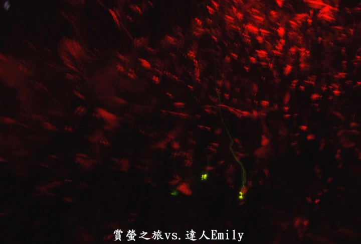 【台中旅遊】2017東勢林場花現螢火蟲+豐原廟東夜市精華小吃推薦