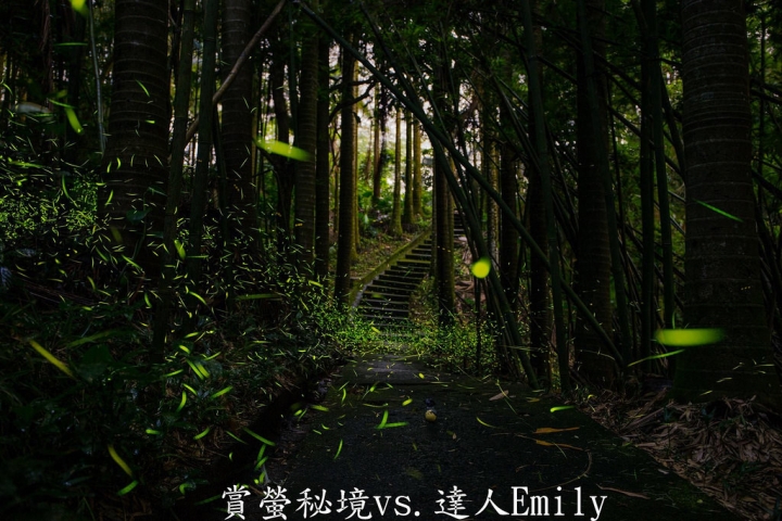 【台中旅遊】2017東勢林場花現螢火蟲+豐原廟東夜市精華小吃推薦