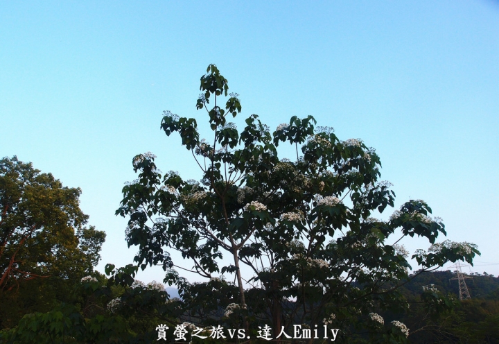 【台中旅遊】2017東勢林場花現螢火蟲+豐原廟東夜市精華小吃推薦