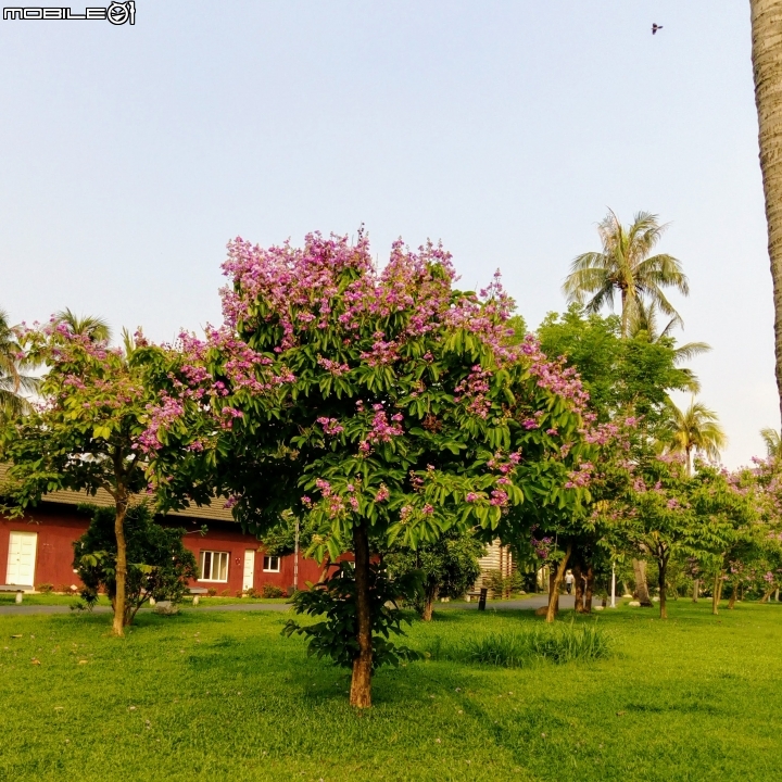 大花紫薇+蓮花+朱蕉 台南市永康公園6月8號