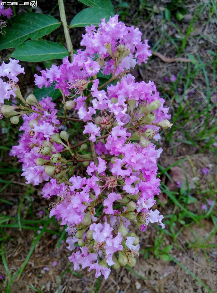 大花紫薇+蓮花+朱蕉 台南市永康公園6月8號
