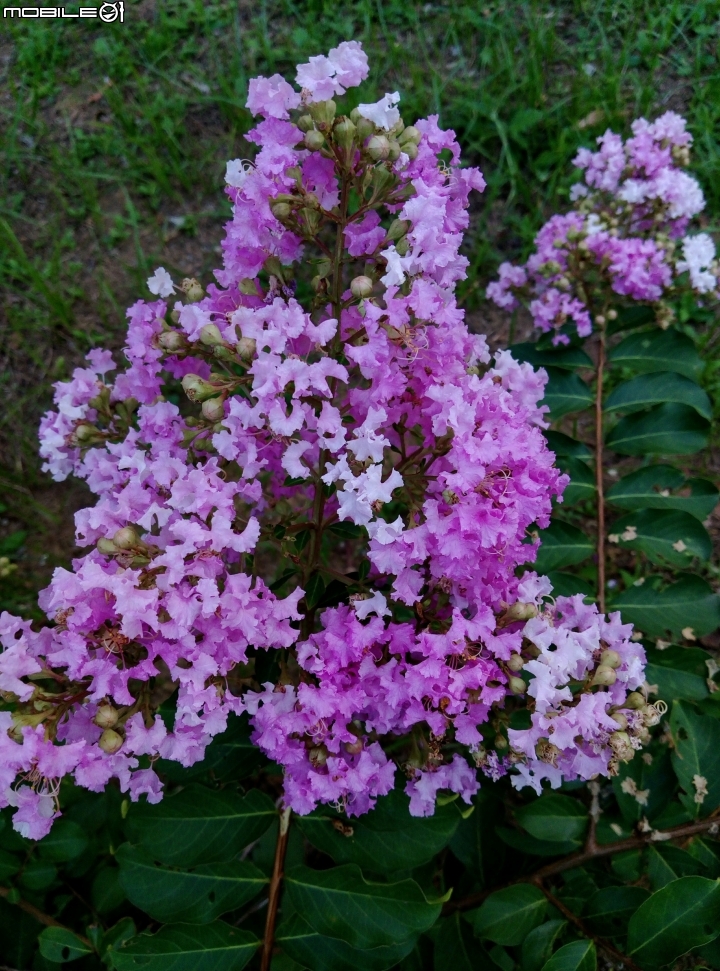 大花紫薇+蓮花+朱蕉 台南市永康公園6月8號
