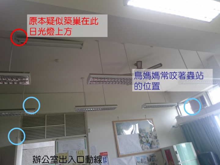 有羽毛能站跳的幼鳥(麻雀)落地在辦公室一角???(附圖)