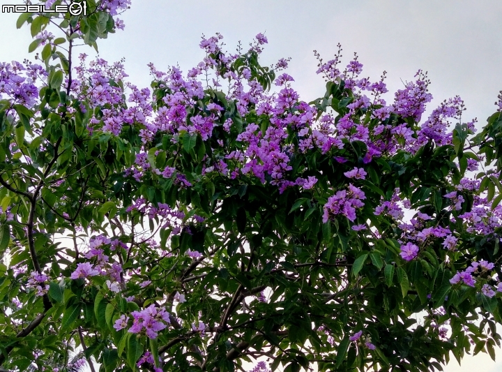 大花紫薇+蓮花+朱蕉 台南市永康公園6月8號