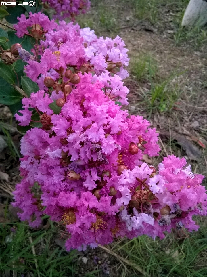 大花紫薇+蓮花+朱蕉 台南市永康公園6月8號
