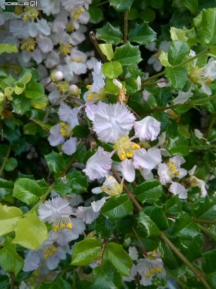 大花紫薇+蓮花+朱蕉 台南市永康公園6月8號