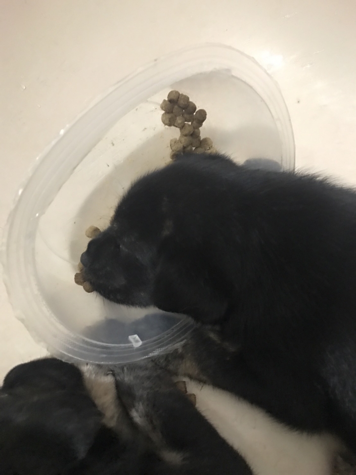 送養幼幼犬