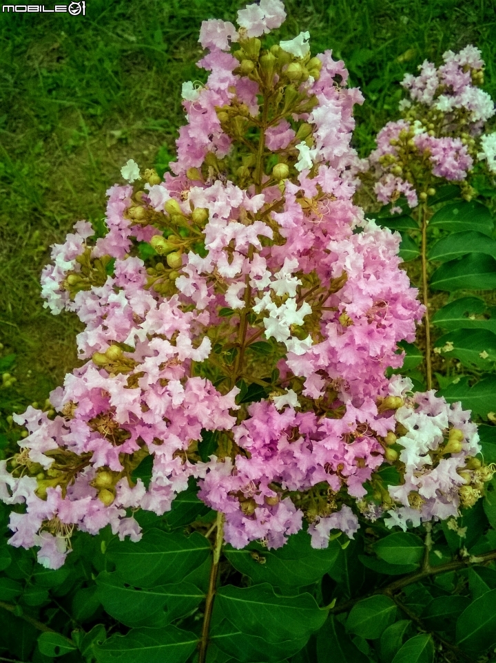 大花紫薇+蓮花+朱蕉 台南市永康公園6月8號