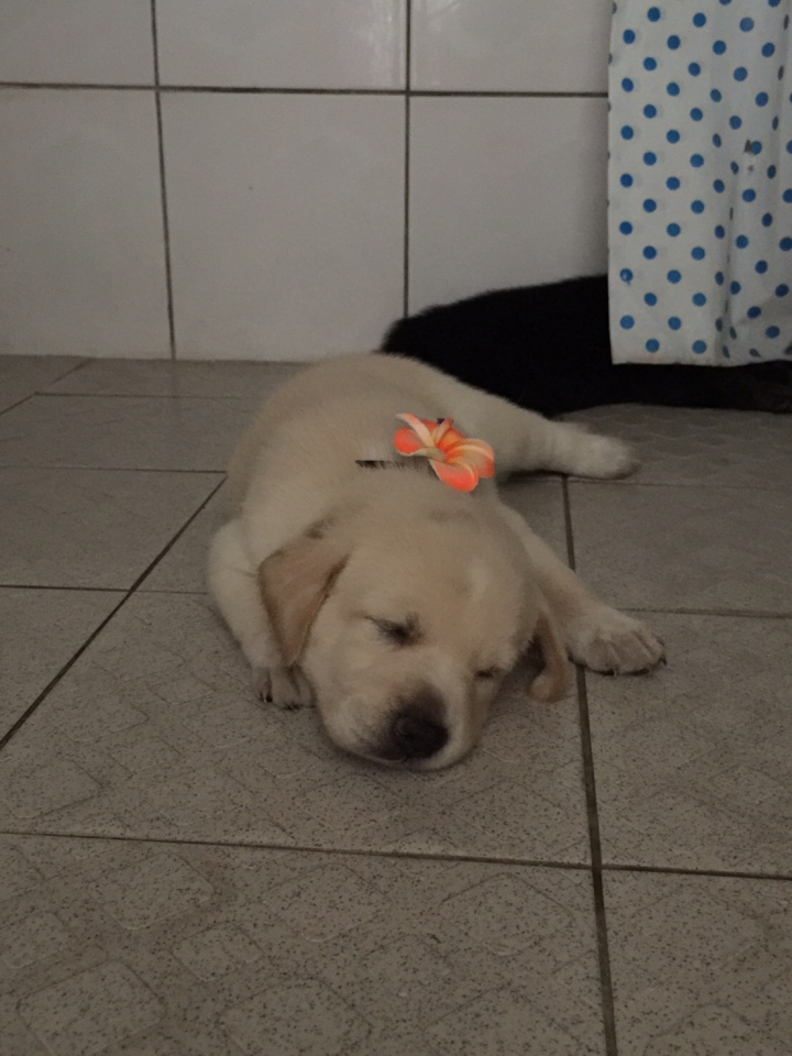 送養幼幼犬