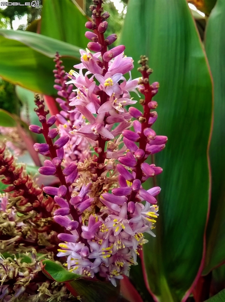 大花紫薇+蓮花+朱蕉 台南市永康公園6月8號