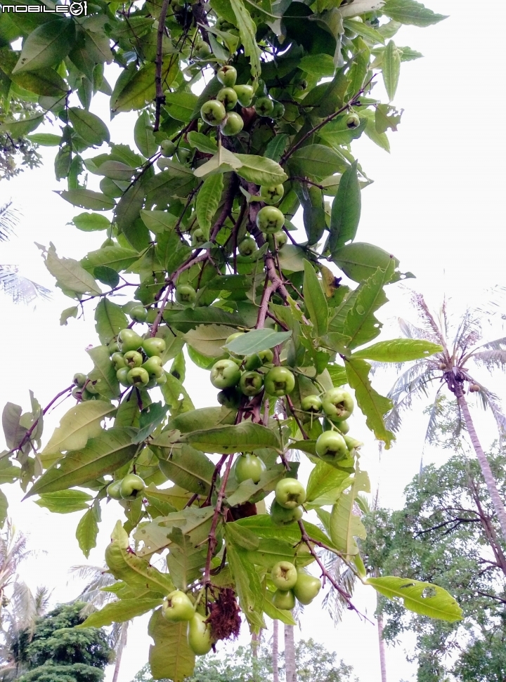 大花紫薇+蓮花+朱蕉 台南市永康公園6月8號
