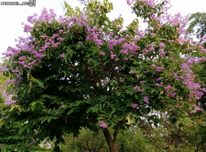大花紫薇+蓮花+朱蕉 台南市永康公園6月8號