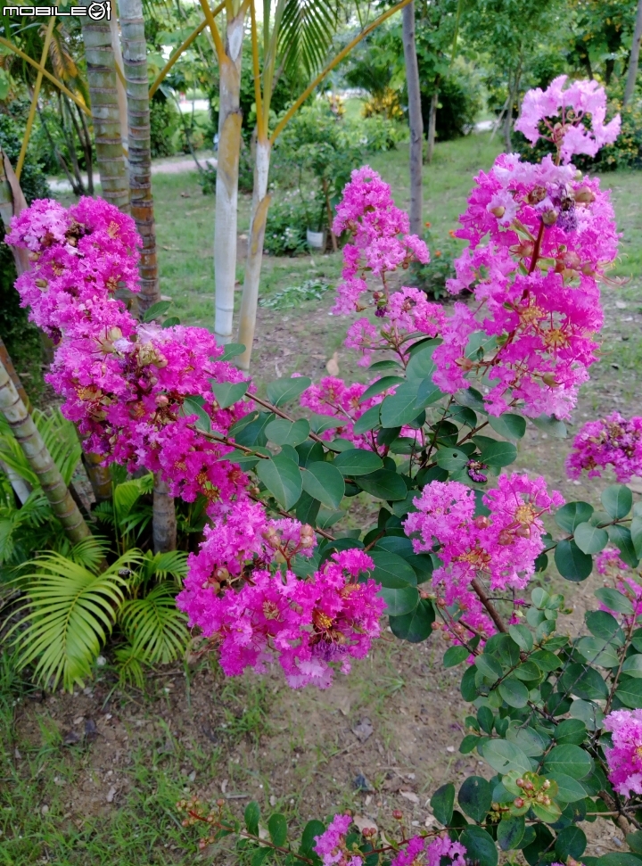 大花紫薇+蓮花+朱蕉 台南市永康公園6月8號