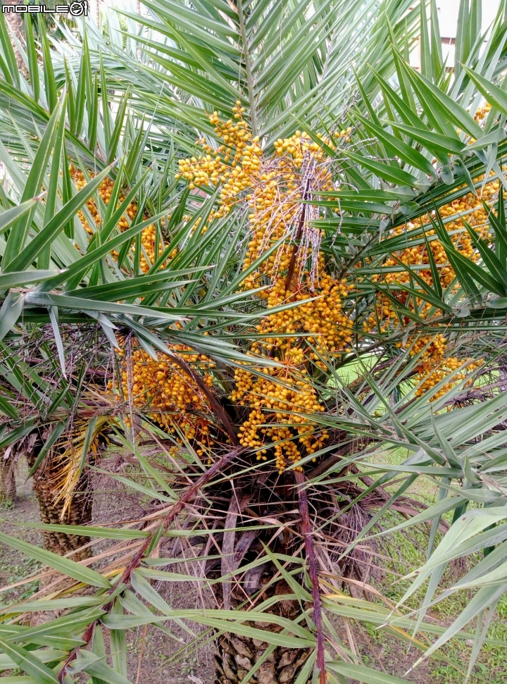 台灣海棗 岡山河堤公園6月24號