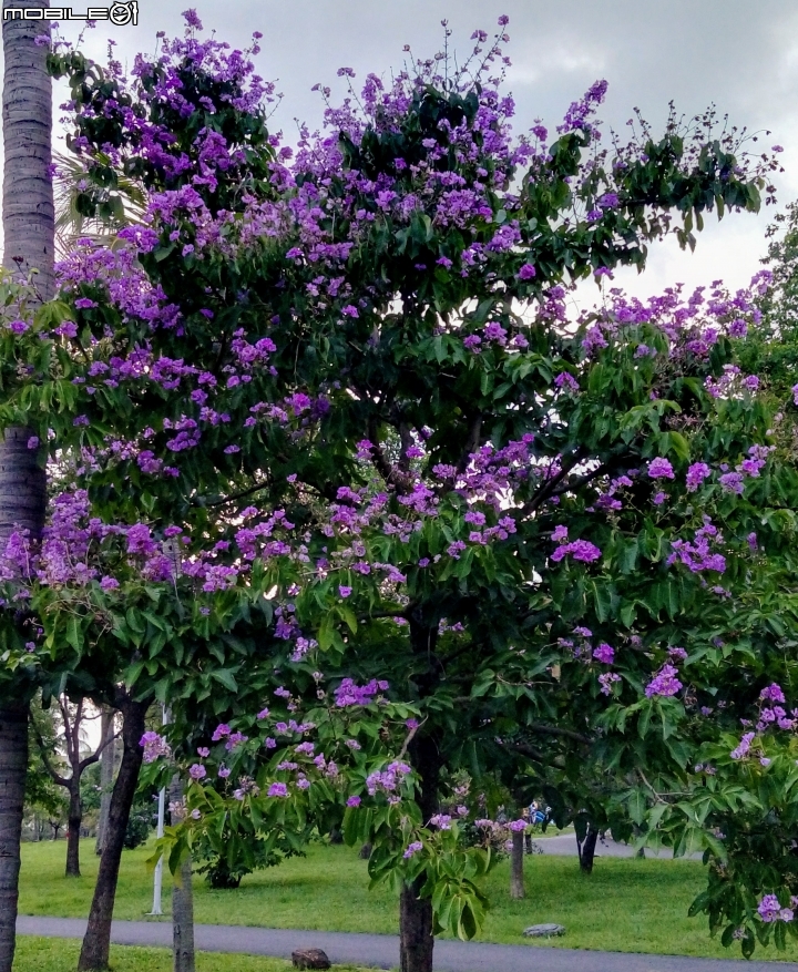 大花紫薇+蓮花+朱蕉 台南市永康公園6月8號