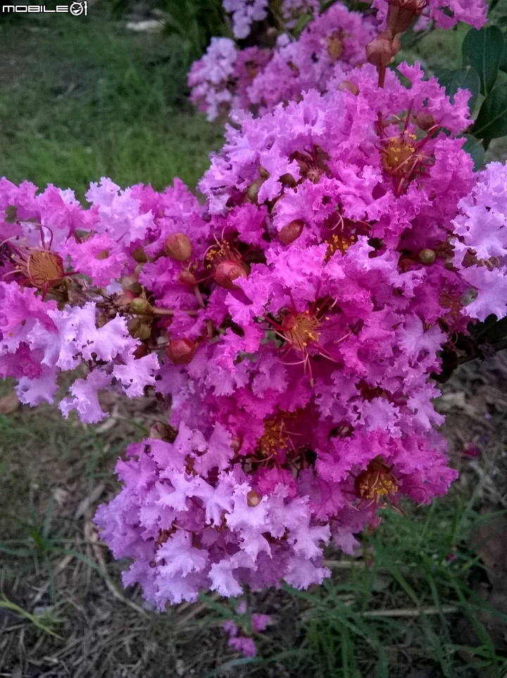 大花紫薇+蓮花+朱蕉 台南市永康公園6月8號