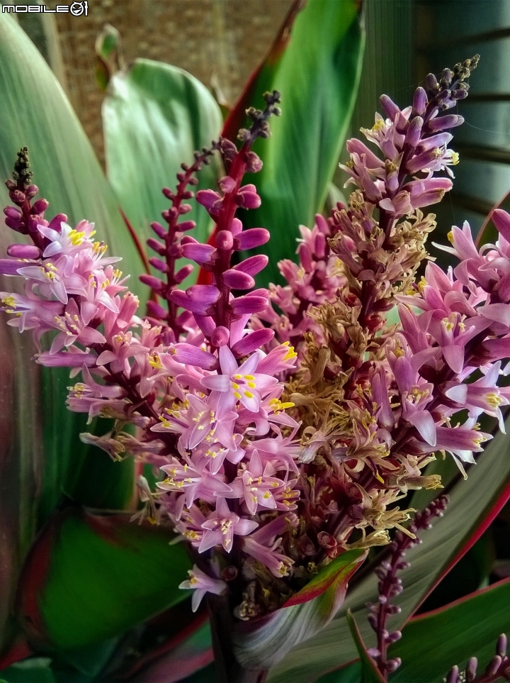 大花紫薇+蓮花+朱蕉 台南市永康公園6月8號