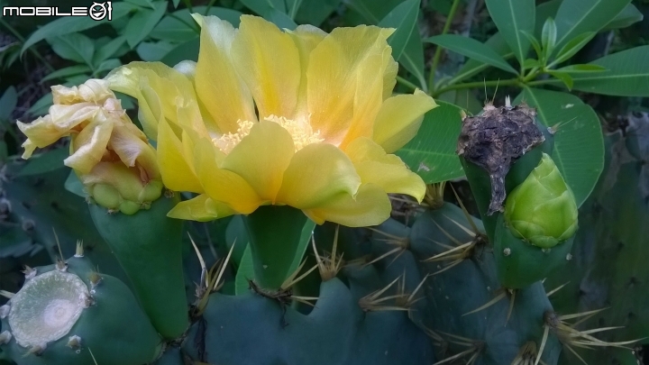 仙人掌開花 台南公園6月10號
