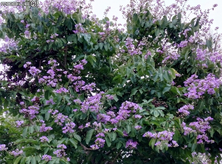 大花紫薇+蓮花+朱蕉 台南市永康公園6月8號