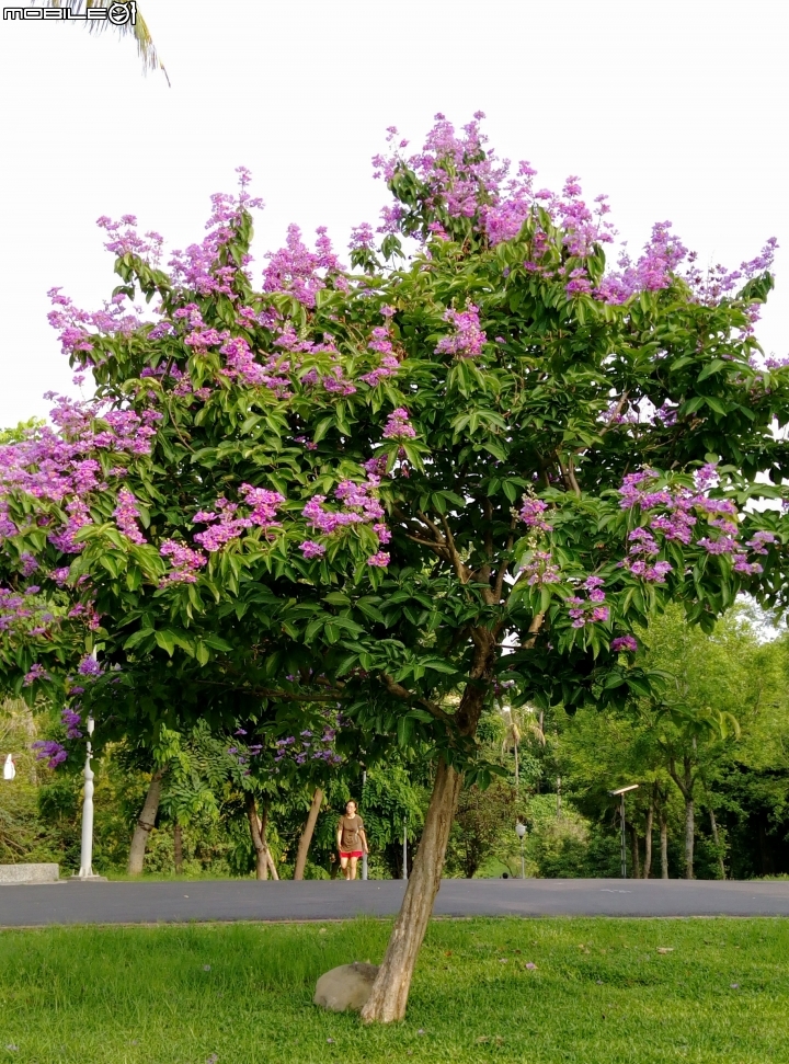 大花紫薇+蓮花+朱蕉 台南市永康公園6月8號