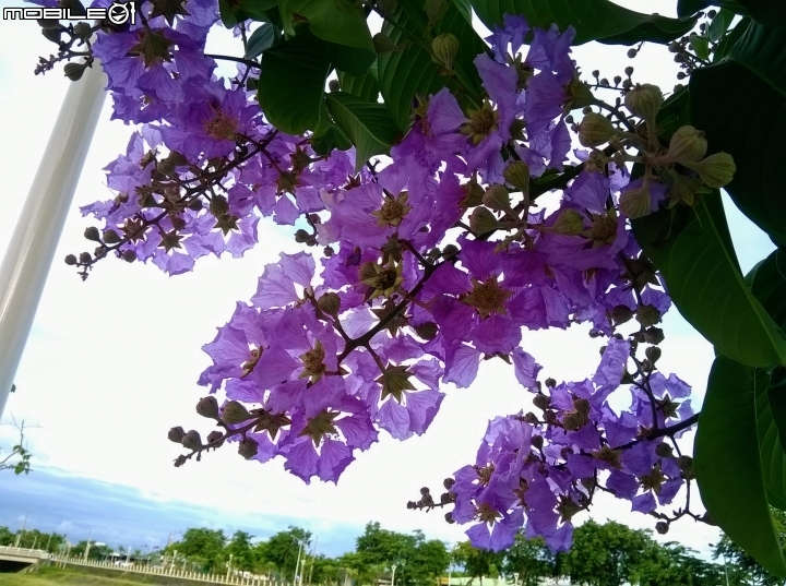 大花紫薇 岡山岡堤路二段近岡山河堤公園6月24號
