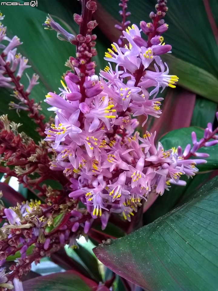 大花紫薇+蓮花+朱蕉 台南市永康公園6月8號