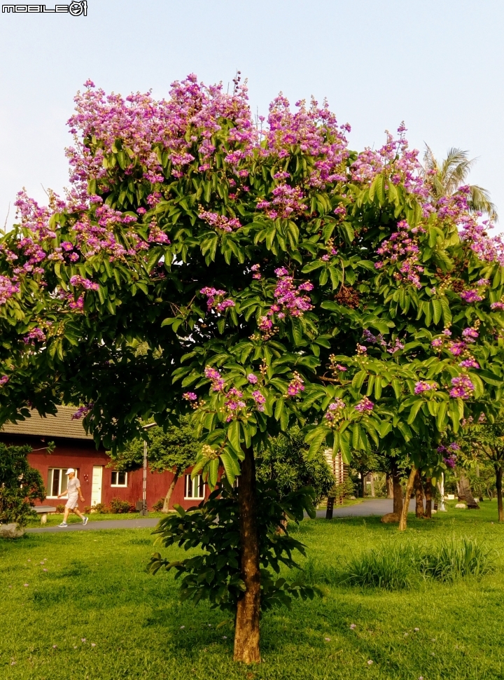 大花紫薇+蓮花+朱蕉 台南市永康公園6月8號