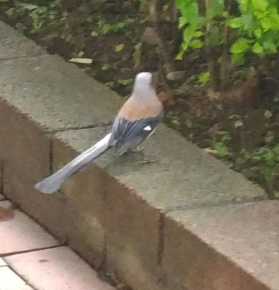 跟小孩公園散步看到的鳥類 請問名子~~~