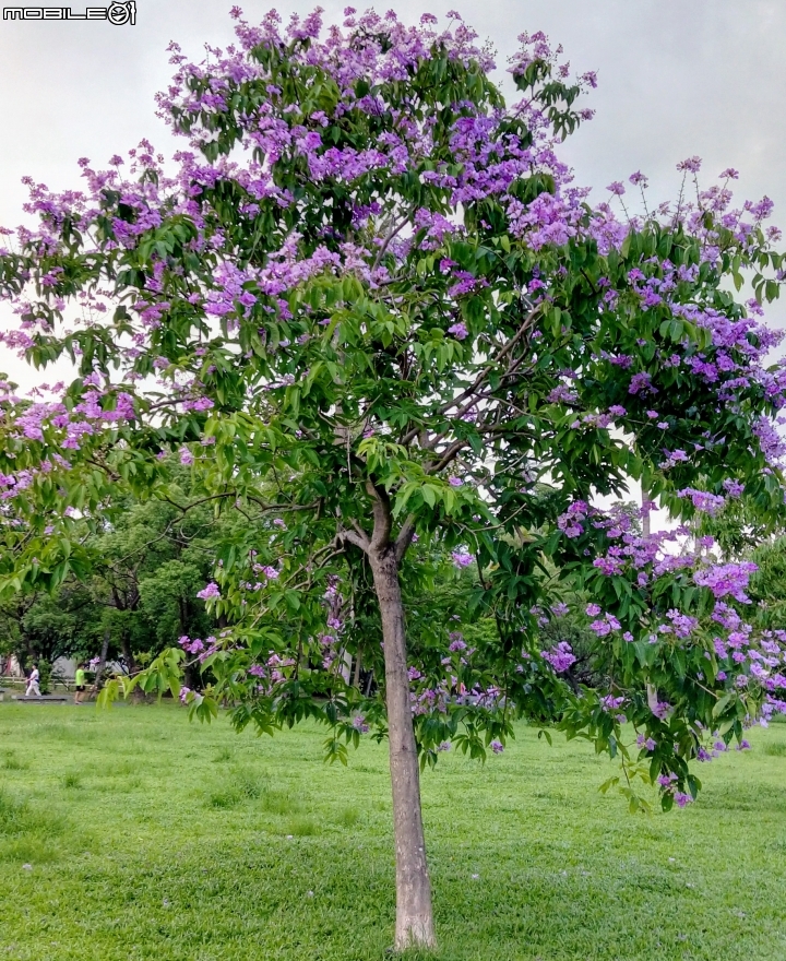 大花紫薇+蓮花+朱蕉 台南市永康公園6月8號