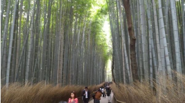 來自京都的一見鍾情