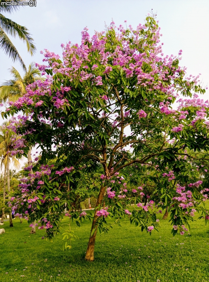 大花紫薇+蓮花+朱蕉 台南市永康公園6月8號