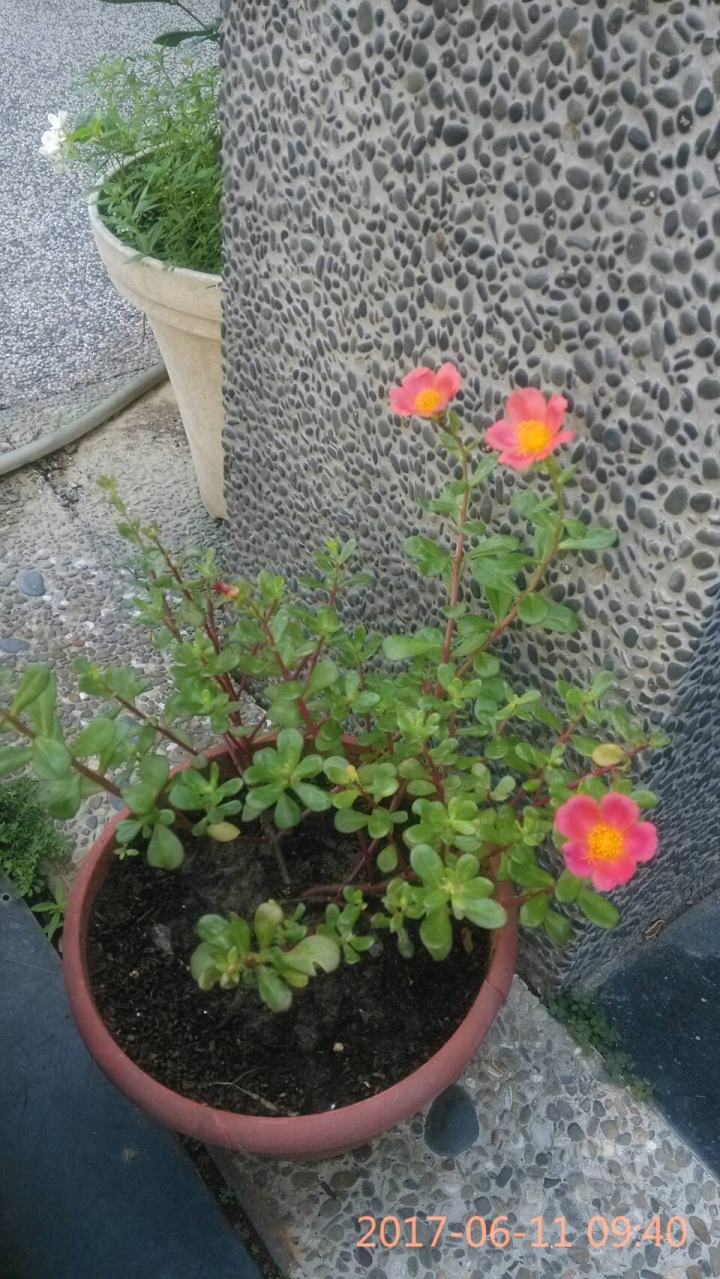 小女兒戶外教學帶回不知名的植物開花了----